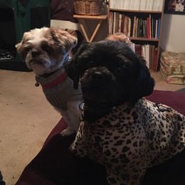 Shih Tzus from Jeanniebelle’s Sweet Shih Tzus