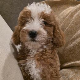Trixie - Apricot female Goldendoodle puppy in Churchill County Fallon, Nevada from Card Family Ranch