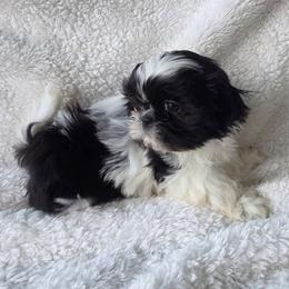 B and W Girl - Black and white female Shih Tzu puppy in Waynesboro, Pennsylvania from Big Win Shih Tzus