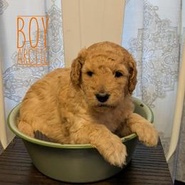 Arctic - Apricot male Goldendoodle puppy in Cambridge, Minnesota from Country Meadow Doodles