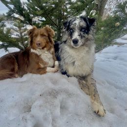 Australian Shepherd puppies from C&C Ranch