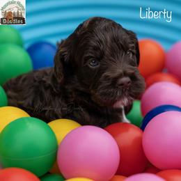 Liberty - Chocolate female Australian Labradoodle puppy in Cashmere, Washington from Mountain Home Doodles