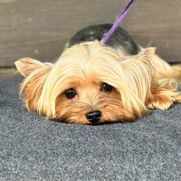 Jamie - Blue and gold male Yorkshire Terrier puppy in New Smyrna Beach, Florida from FronkLinn Kennel