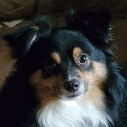 Jack - Miniature Australian Shepherd