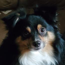 Jack - Miniature Australian Shepherd