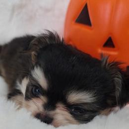 Theadore  4500 - Black sabled fawn male Chihuahua puppy in Citrus Heights, California from Golden State Chihuahuas