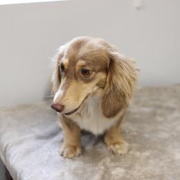 Kate - Dachshund