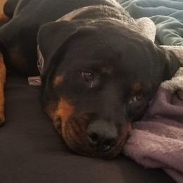 Tika - Rottweiler