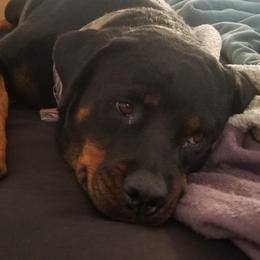 Tika - Rottweiler
