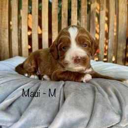 Maui - Caramel red male Australian Labradoodle puppy in Morgan Hill, California from Loving Labradoodle