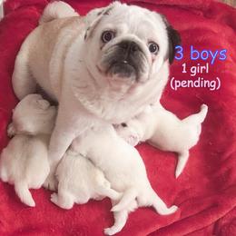 Jerry, George, Kramer, Elaine - White male Pug puppy in Morgantown, West Virginia from Groovy Pugs