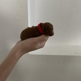 Red - Red  female Poodle puppy in Bakersfield, California from Pups and Paws Toy Poodles