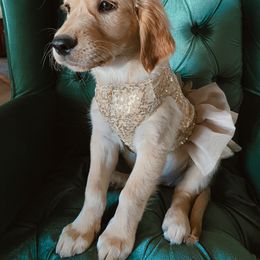 Golden Retriever Puppies from Dani’s Dawgs