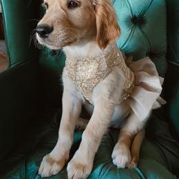 Golden Retriever Puppies from Dani’s Dawgs