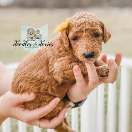Dachshund, Goldendoodle, and Sheepadoodle Puppies from Doodles & Doxies