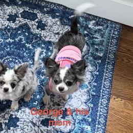 CKC Merle George - Merle male Chihuahua puppy in Brooklyn, New York from Cuties 4 You