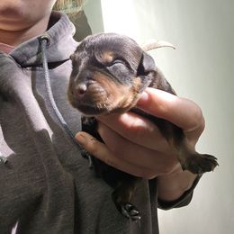 Grey - Black and mahogany male Rottweiler puppy in Tangent, Oregon from Raya's Royals