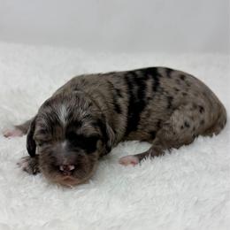 Magnolia - Merle female Goldendoodle puppy in Calhoun, Georgia from FamilyLoved Doodles