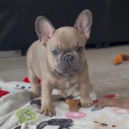Fizz - Blue fawn male French Bulldog puppy in Miami, Florida from Oceanside French Bulldogs