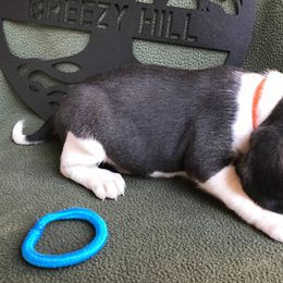 Beagles and Dachshunds from Breezy Hill Kennels