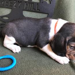 Beagles and Dachshunds from Breezy Hill Kennels