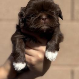 Hydro - Chocolate male Shih Tzu puppy in Las Vegas, Nevada from Vegas Shih Tzus