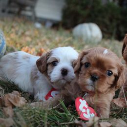 Cavalier King Charles Spaniel puppies from Precious Pooches Cavalier King Charles Spaniels