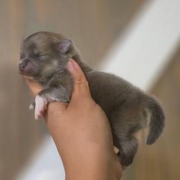 Lupo - Blue sable male Pomeranian puppy in Smithville, Texas from Lafary Poms