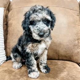Sedona - Blue merle female Aussiedoodle puppy in Flagstaff, Arizona from Gunstock Doodles