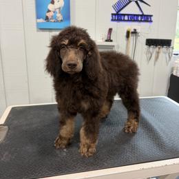 Kermit - Phantom male Poodle puppy in Ponce De Leon, Florida from Above the Standard Dogs