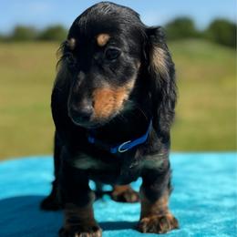 Sargent - Black and tan male Dachshund puppy in Lincoln, Arkansas from Red Dirt Dachshunds