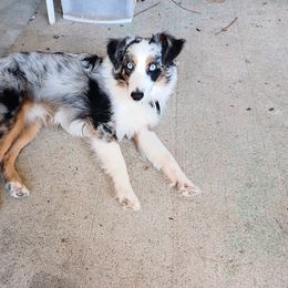 Miniature Australian Shepherds and Toy Australian Shepherds from DeWitt's Legacy Unlimited