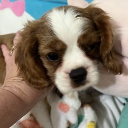 Lucky - Blenheim male Cavalier King Charles Spaniel puppy in North Bay Village, Florida from Cynthia's Cavaliers