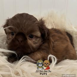 Teddy - Chocolate male Shih Tzu puppy in Walkertown, North Carolina from Lil’ Bit’s Shih Tzu