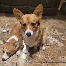 Cordial - Pembroke Welsh Corgi