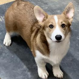 American Corgis, Pembroke Welsh Corgis, and Toy Australian Shepherds from King of Hearts Corgis