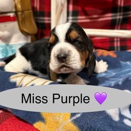 Miss Purple - Black brown and white female Basset Hound puppy in Lagrange, Georgia from Tall Oak Bassets