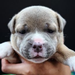 Peanut Butter - Staffordshire Bull Terrier puppy from Wild Blue Staffords