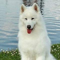 Samoyeds from Doubletake Samoyed