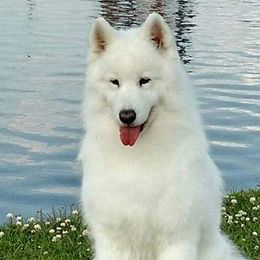 Samoyeds from Doubletake Samoyed