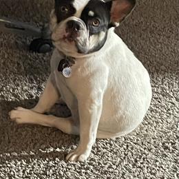 Nila - French Bulldog