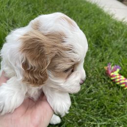 Cavapoo Puppies from Ellas.Pups