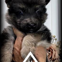 Lombardi - Blue male German Shepherd puppy in Sequim, Washington from German Shepherd Haus