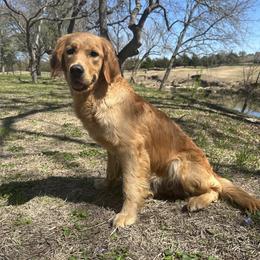 Turrner - Golden Retriever