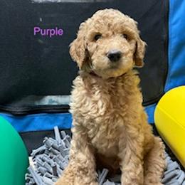 Goldendoodle Puppies from Da Ruba Doodles