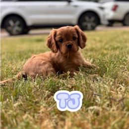 Cavalier King Charles Spaniel Puppies from Cavaliers of Chestatee