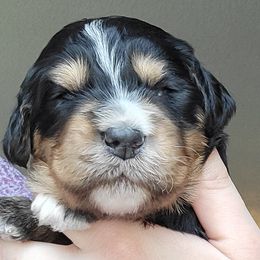 Bernedoodles from Megan's Bernedoodles