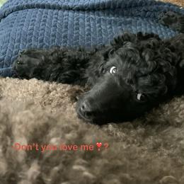 Whole litter - Black female Poodle puppy in Hamilton Square, New Jersey from Sweet Standards