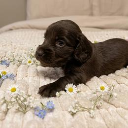Sara I - Chocolate female Dachshund puppy in Sheridan, Arkansas from Farmhouse Dachshunds