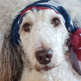 Bernedoodles from The Great Puppy Patch